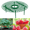 Berrylife - Strawberry Planting Frame - Homebound Essentials