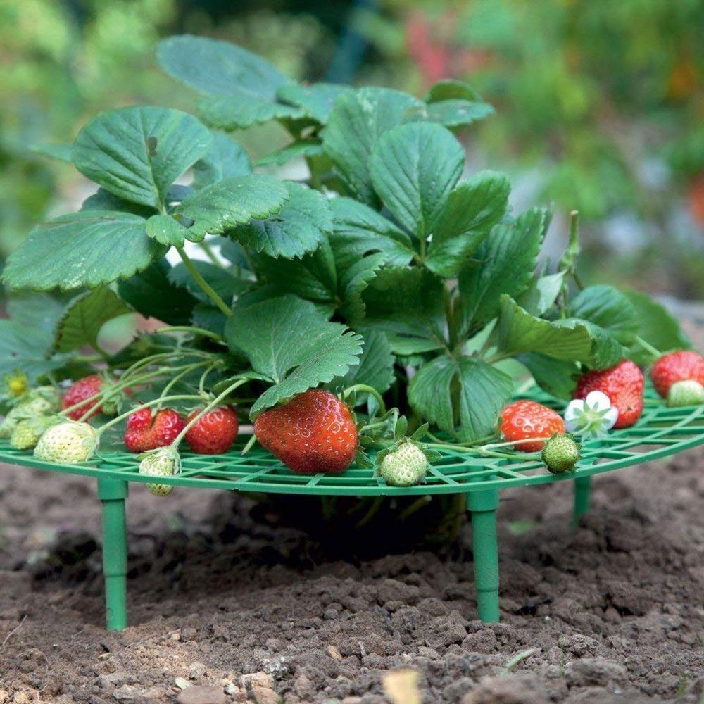 Berrylife - Strawberry Planting Frame - Homebound Essentials