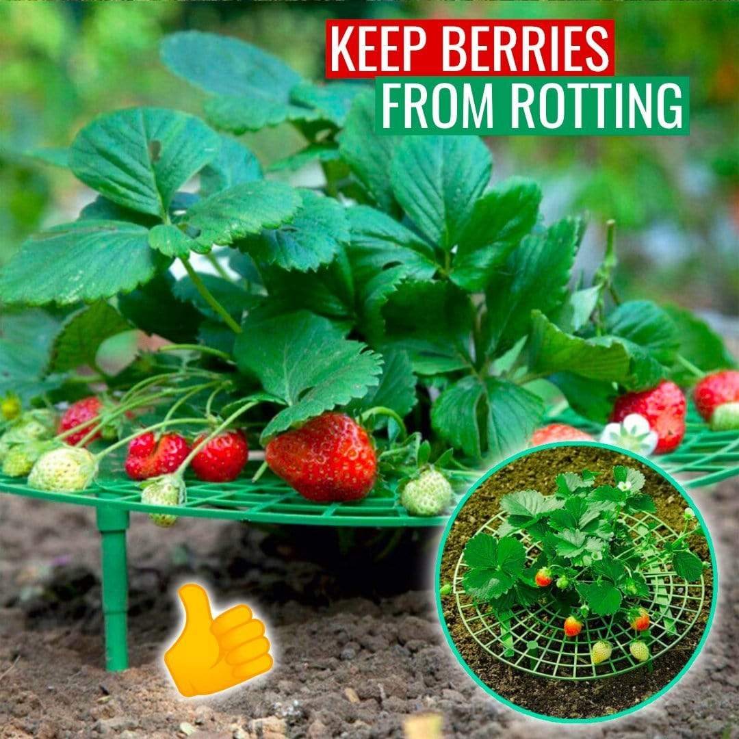 Berrylife - Strawberry Planting Frame - Homebound Essentials