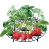 Berrylife - Strawberry Planting Frame - Homebound Essentials