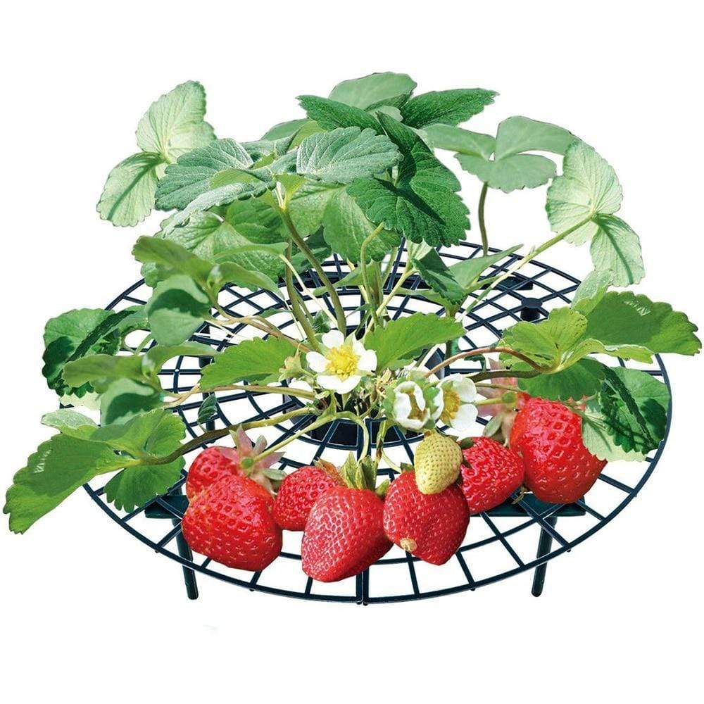 HomeBound Essentials Berrylife - Strawberry Planting Frame
