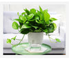 HomeBound Essentials HydroBloom - Hydroponic Self Watering Flowerpot (3 Pots Set)