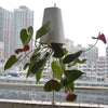 HomeBound Essentials Black Sky Garden - Upside-Down Plant Flower Pot Hanging Planter
