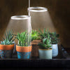 PlantHalo - Indoor Plant Grow Light - Homebound Essentials